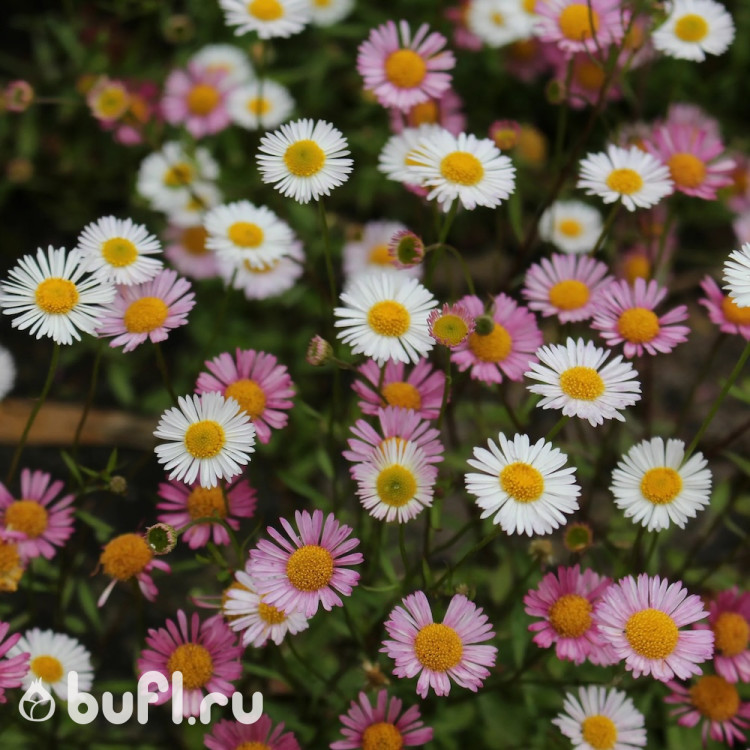 Мелколепестник Erigeron Profusion (семена 10 шт.) Мелколепестник Erigeron Profusion (семена 10 шт.)