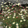 Мелколепестник Erigeron Profusion (семена 10 шт.) Мелколепестник Erigeron Profusion (семена 10 шт.)