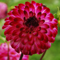 Георгин (Dahlia) Little Robert