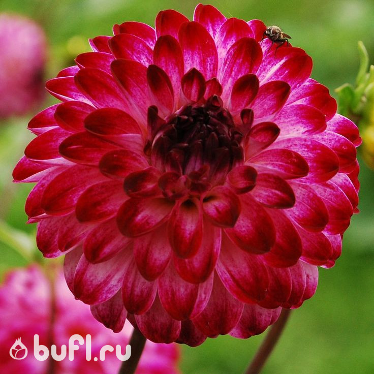 Георгин (Dahlia) Little Robert