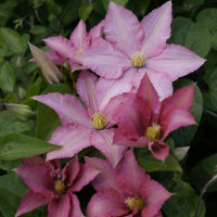 Клематис Rosamunde
