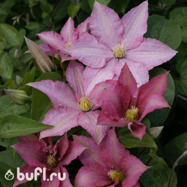 Клематис Rosamunde