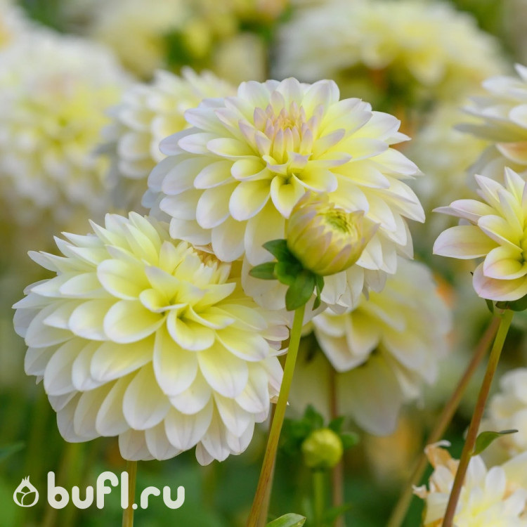 Георгин (Dahlia) Innocent Silence