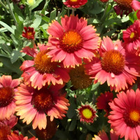 Гайлардия Arizona Red Shades (семена 10 шт.) Гайлардия Arizona Red Shades (семена 10 шт.)