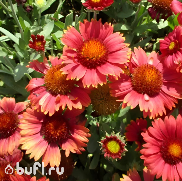 Гайлардия Arizona Red Shades (семена 10 шт.) Гайлардия Arizona Red Shades (семена 10 шт.)