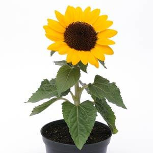 Подсолнечник Miss Sunshine (10 семян)