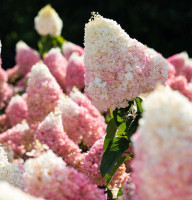 Гортензия метельчатая Strawberry Blossom
