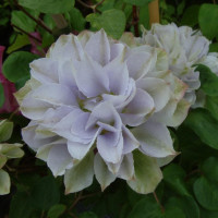 Клематис Ruriokoshi