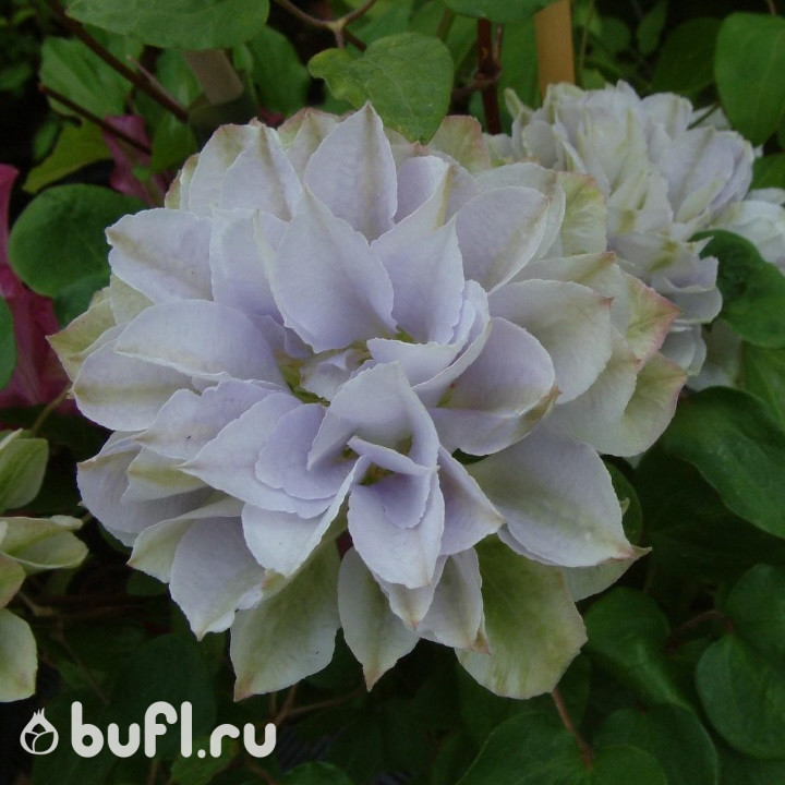 Клематис Ruriokoshi