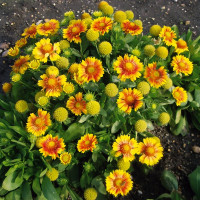 Гайлардия Arizona Apricot (семена 10 шт.) Гайлардия Arizona Apricot (семена 10 шт.)