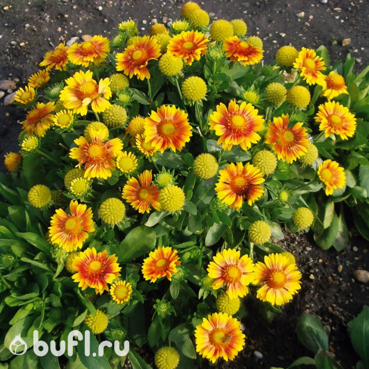 Гайлардия Arizona Apricot (семена 10 шт.) Гайлардия Arizona Apricot (семена 10 шт.)