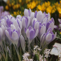 Крокус Vanguard (10 луковиц)