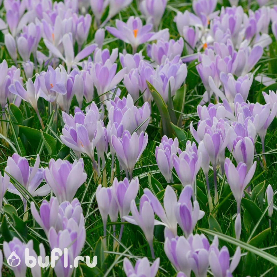 Крокус Вангард