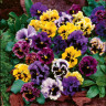 Виола гофрированная смесь цветов (10 семян)