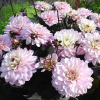 Георгин (Dahlia) Melody Harmony
