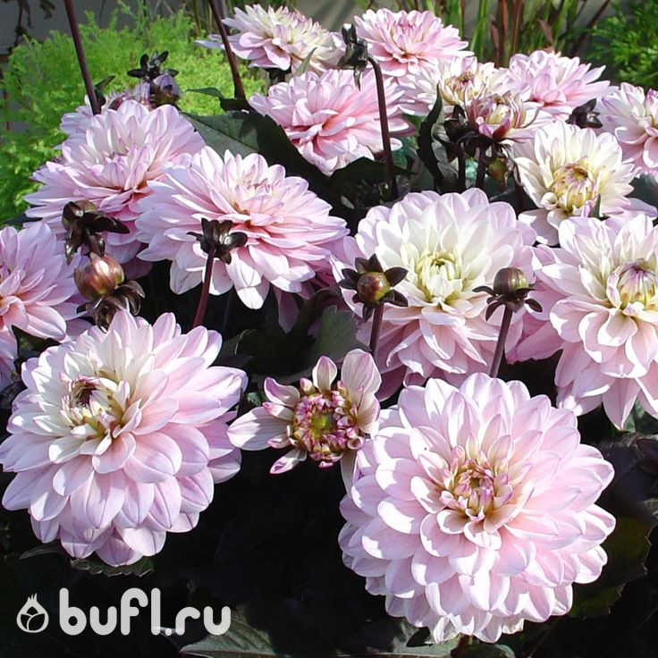 Георгин (Dahlia) Melody Harmony