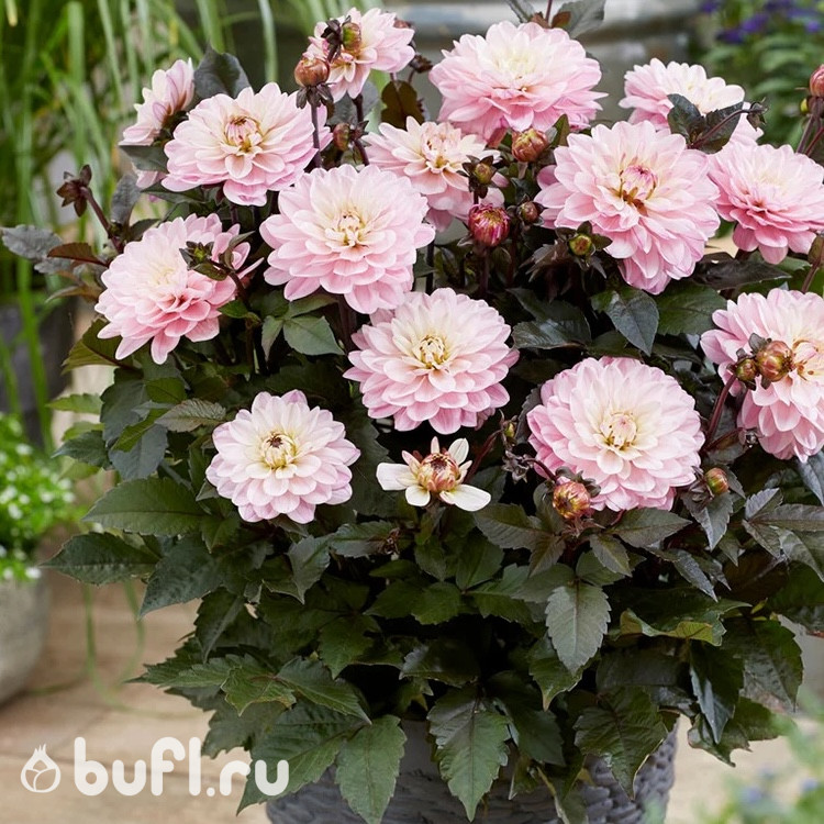 Георгин (Dahlia) Melody Harmony