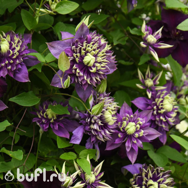 Клематис Taiga