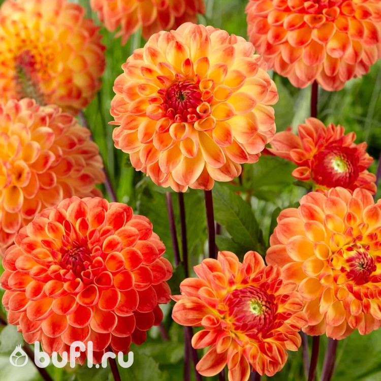 Георгин (Dahlia) Jowey Chantal