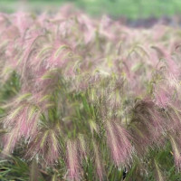 Ячмень гривастый Ricky (семена 10 шт.)