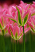 Луковицы тюльпанов Virichic 10 шт.