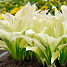 Хоста White Feather