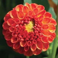 Георгин (Dahlia) New Baby