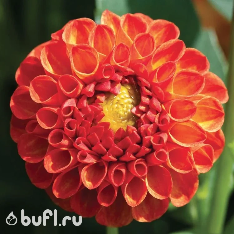 Георгин (Dahlia) New Baby
