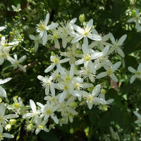 Клематис Terniflora Клематис Terniflora