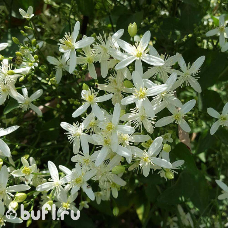 Клематис Terniflora