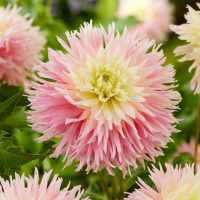 Георгин (Dahlia) Just Married Георгин (Dahlia) Just Married