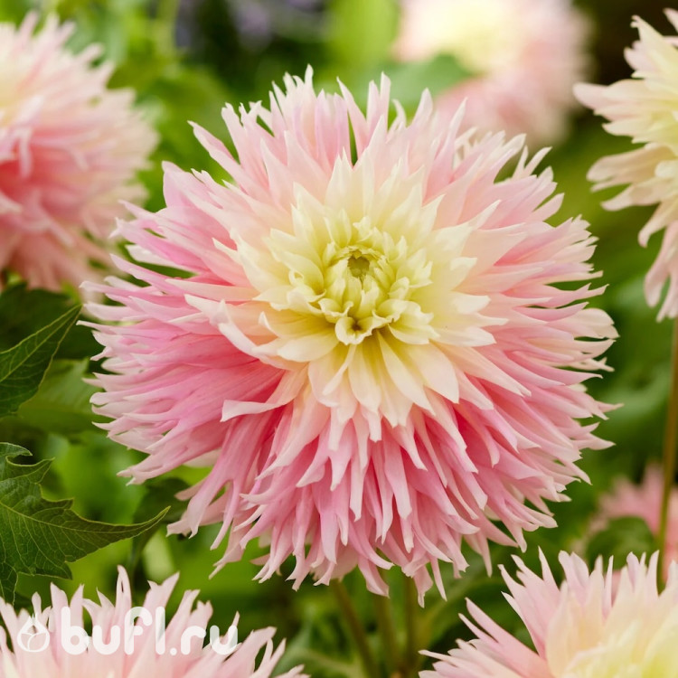 Георгин (Dahlia) Just Married Георгин (Dahlia) Just Married