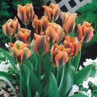 Тюльпан Artist (5 луковиц)