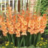 Гладиолус Orange Sun (5 луковиц)