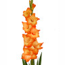 Гладиолус Orange Sun (5 луковиц)
