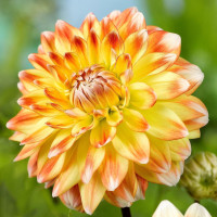Георгин (Dahlia) Peaches and Cream