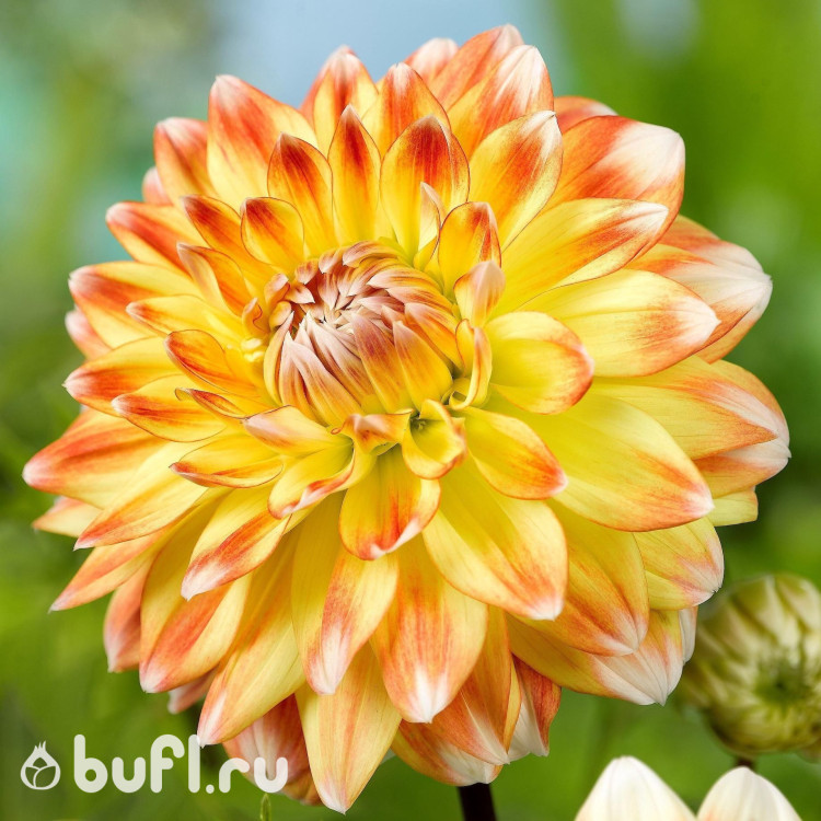 Георгин (Dahlia) Peaches and Cream