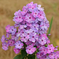 Флокс Autumn Joy Флокс Autumn Joy