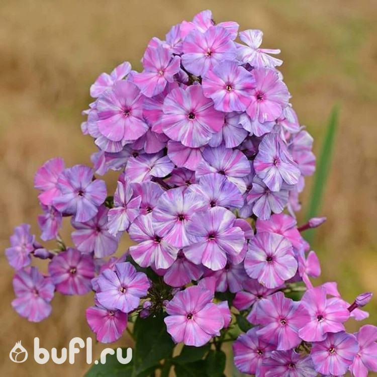 Флокс Autumn Joy