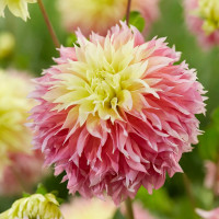 Георгин (Dahlia) Kogane Fubuki Георгин (Dahlia) Kogane Fubuki