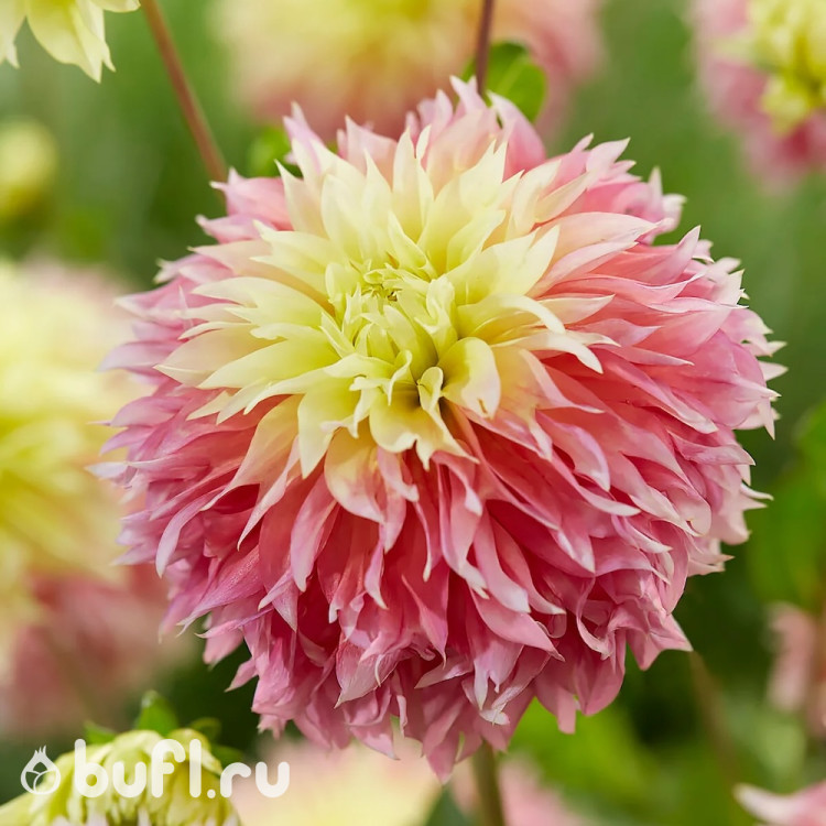 Георгин (Dahlia) Kogane Fubuki