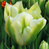 Луковицы тюльпанов White Spring Green