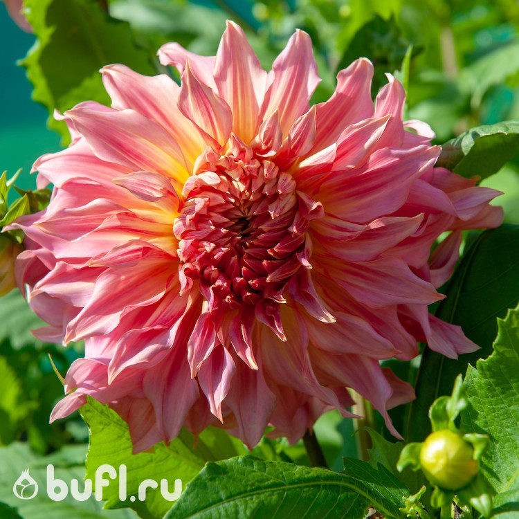 Георгин (Dahlia) Penhill Watermelon