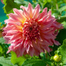 Георгин (Dahlia) Penhill Watermelon