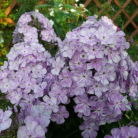 Флокс Eden`s Smile