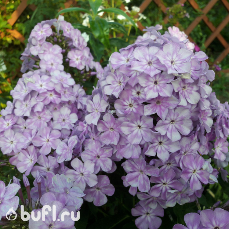 Флокс Eden`s Smile