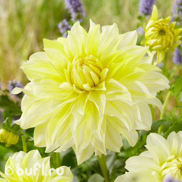 Георгин (Dahlia) La Luna