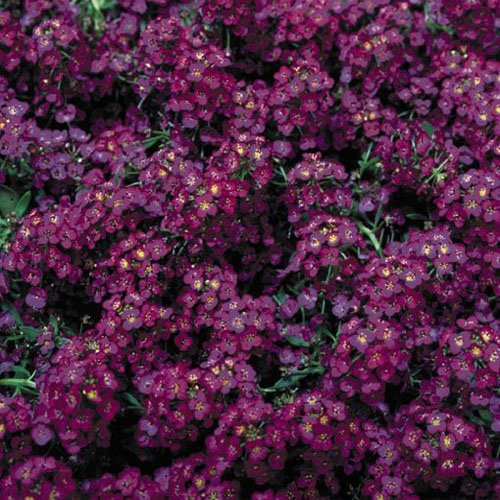 Алиссум Wonderland Deep Purple (семена 10 шт.)