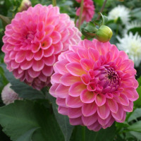 Георгин (Dahlia) Pink Suffusion