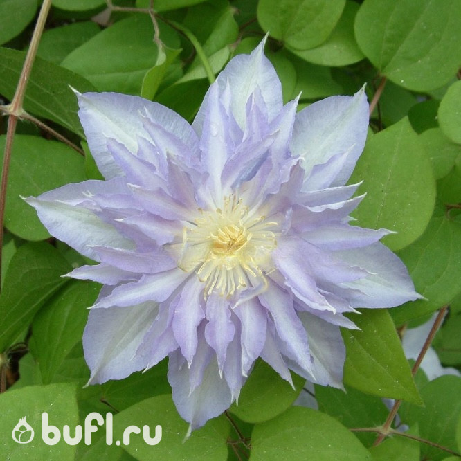 Клематис Thyrislund